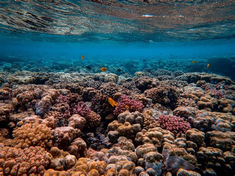The Magic Reef: An Untouched Paradise Waiting to be Discovered